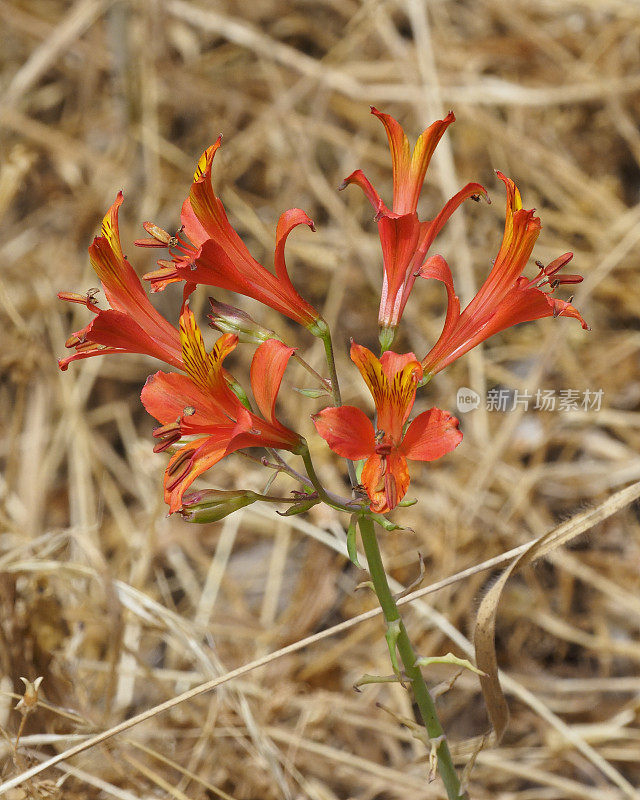 在智利被称为“Flor del gallo”的alstromeria种的花